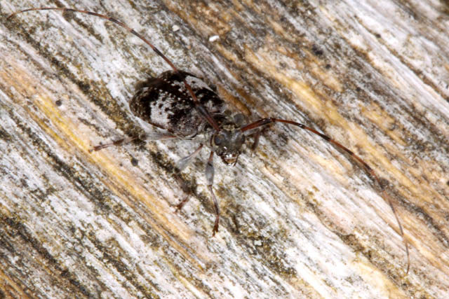 Leiopus nebulosus - Copyright Denis Bourgeois